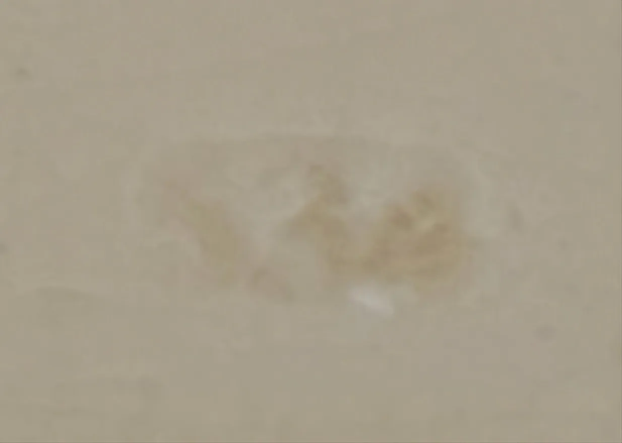 Detail der Antiquität mit sichtbarer Seriennummer, neutraler Ton