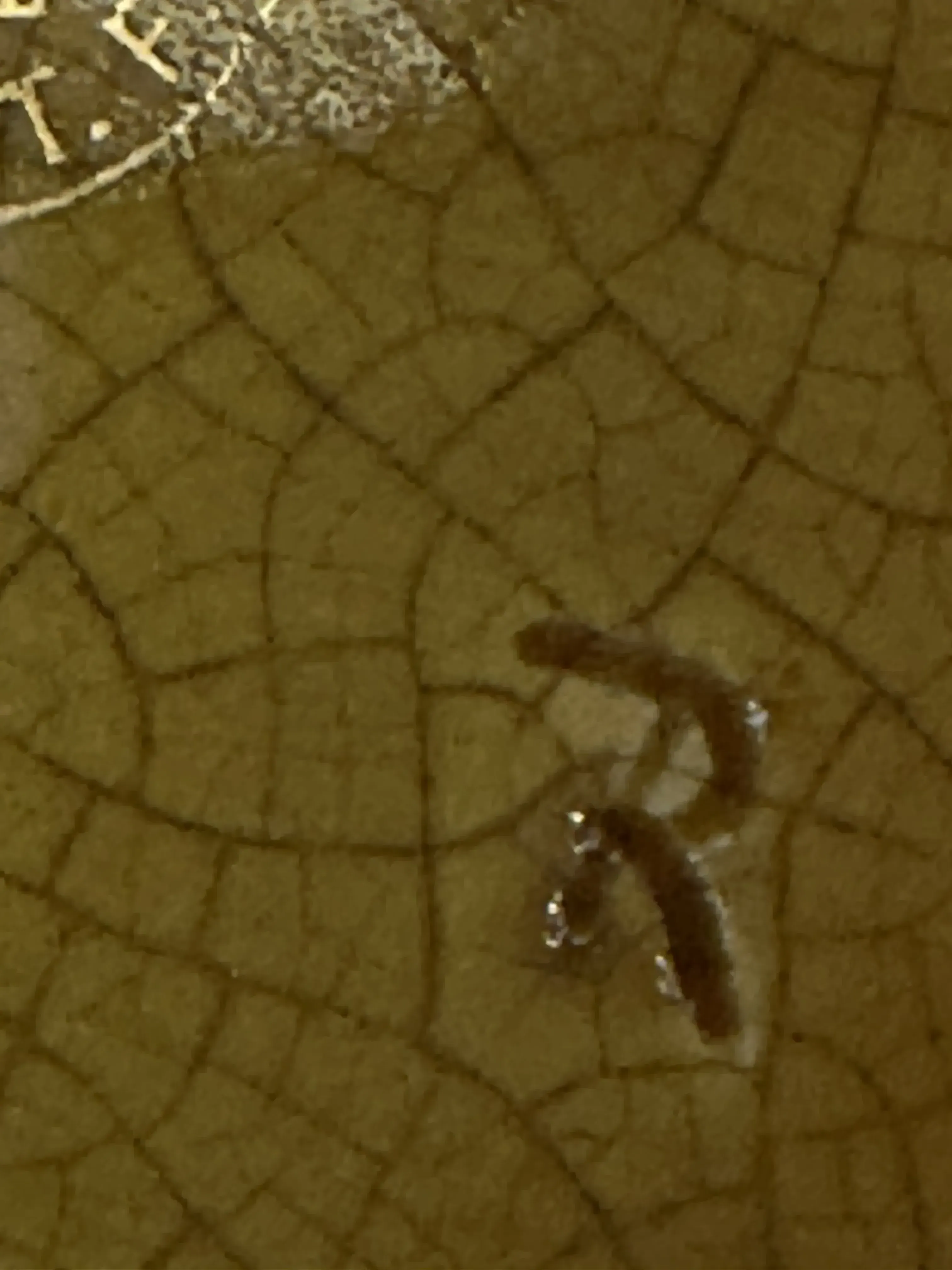 Antique seal with inscription and signature visible, textured details