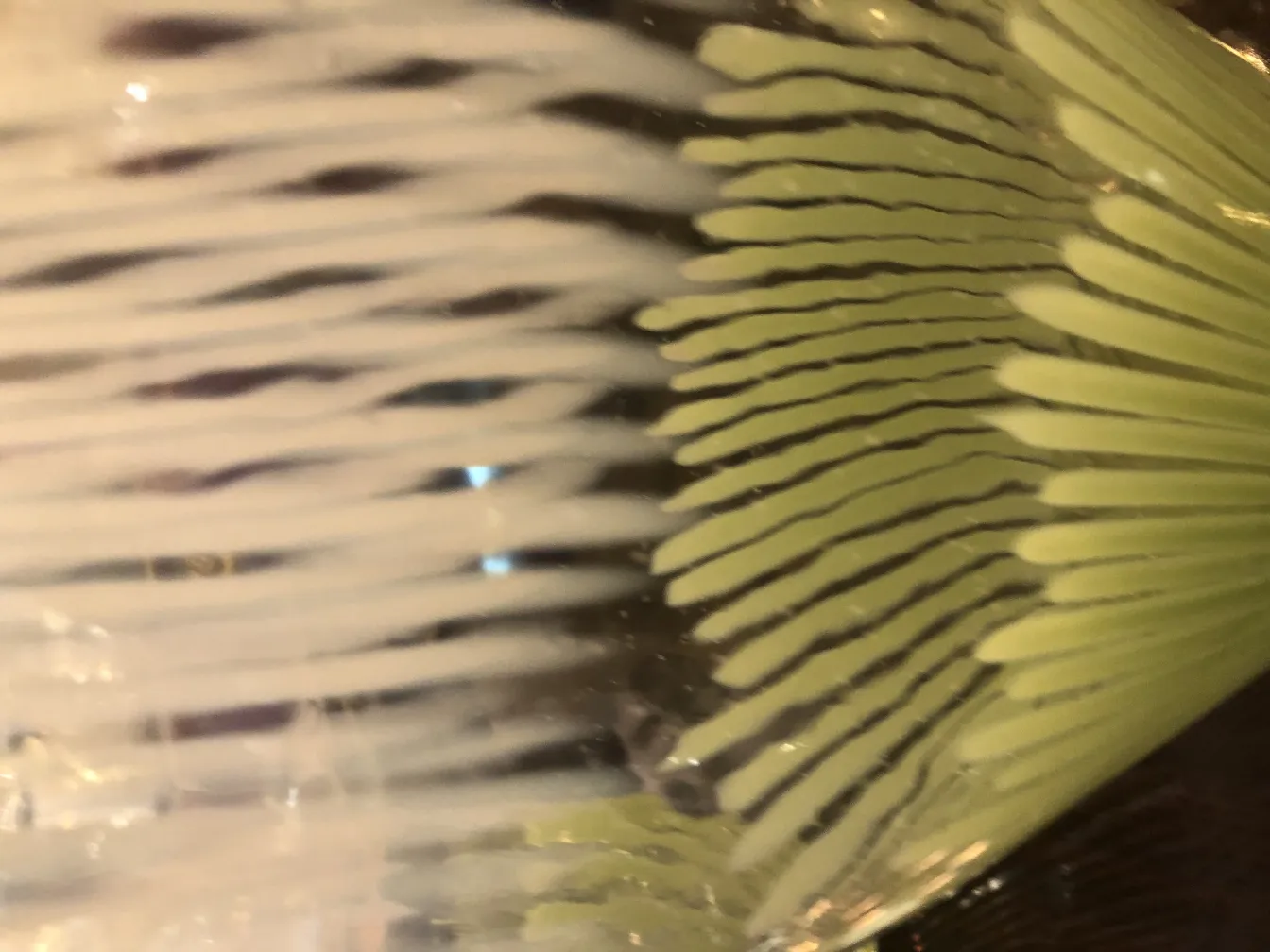 Murano vase with distinctive decorative design