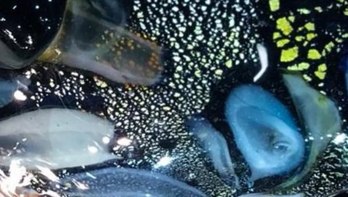 cristal de murano atraente com cores vibrantes e detalhes artísticos em fundo escuro