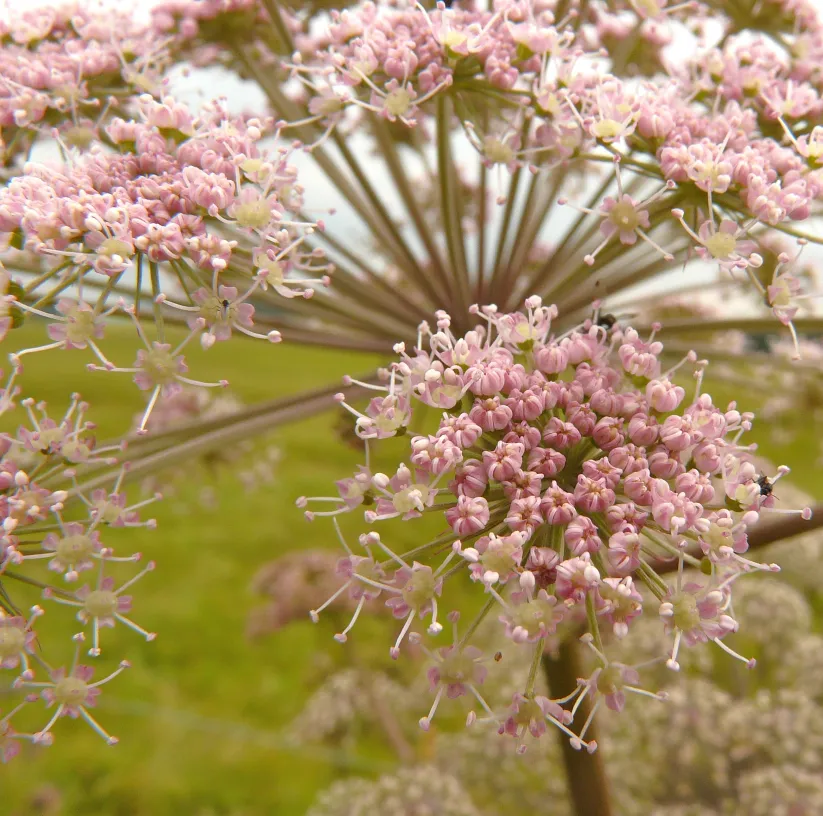 Imagem detalhada de um vidro assinado Le Verre com flores ao redor