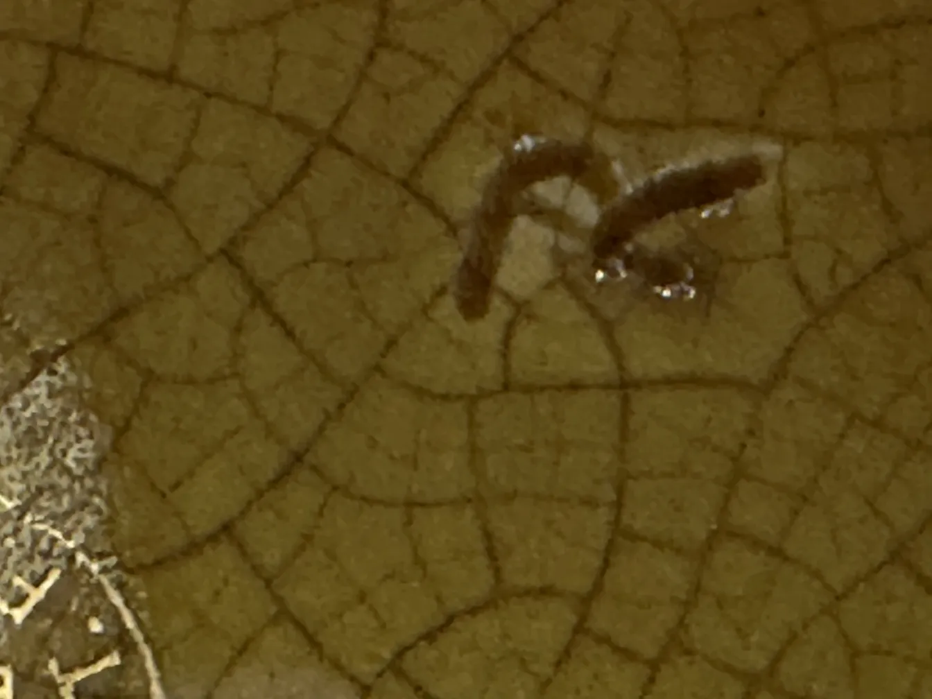 vaso de plantes ancien avec fissures et détails décoratifs, Phoenix Wake Made in England T.F & S.L TD