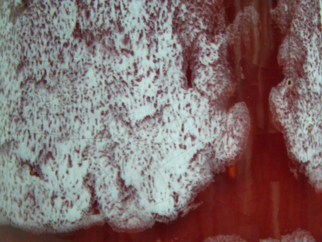 Detail of antique ceramic Carstens Tönnieshof with distinctive pattern.
