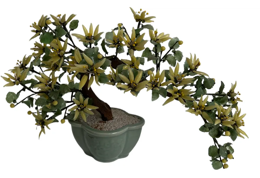 Bonsai